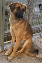 LUNIS, Hund, Mischlingshund in Griechenland - Bild 7