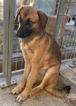 LUNIS, Hund, Mischlingshund in Griechenland - Bild 8