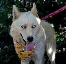 LOFTOR, Hund, Siberian Husky-Mix in Slowakische Republik - Bild 10