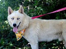 LOFTOR, Hund, Siberian Husky-Mix in Slowakische Republik - Bild 2