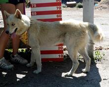 LOFTOR, Hund, Siberian Husky-Mix in Slowakische Republik - Bild 5