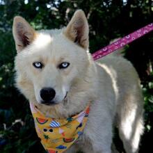 LOFTOR, Hund, Siberian Husky-Mix in Slowakische Republik - Bild 7