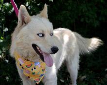 LOFTOR, Hund, Siberian Husky-Mix in Slowakische Republik - Bild 8