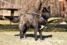 JAZZ, Hund, Mischlingshund in Slowakische Republik - Bild 3