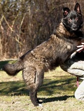 JAZZ, Hund, Mischlingshund in Slowakische Republik - Bild 4