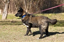 JAZZ, Hund, Mischlingshund in Slowakische Republik - Bild 5