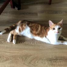 HOPE, Katze, Europäisch Kurzhaar in Rumänien - Bild 16