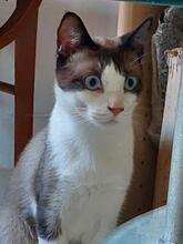 MEL, Katze, Siam-Mix in Spanien - Bild 1