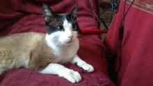 MEL, Katze, Siam-Mix in Spanien - Bild 5