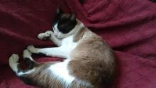 MEL, Katze, Siam-Mix in Spanien - Bild 7