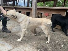 FARINA, Hund, Mischlingshund in Rumänien - Bild 11