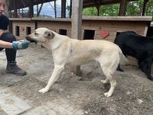 FARINA, Hund, Mischlingshund in Rumänien - Bild 12