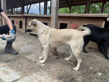 FARINA, Hund, Mischlingshund in Rumänien - Bild 13