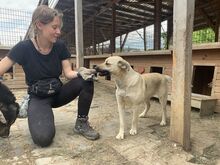 FARINA, Hund, Mischlingshund in Rumänien - Bild 14
