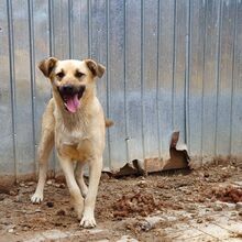FARINA, Hund, Mischlingshund in Rumänien - Bild 3