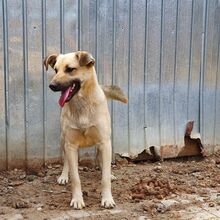 FARINA, Hund, Mischlingshund in Rumänien - Bild 5