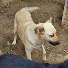 FARINA, Hund, Mischlingshund in Rumänien - Bild 6