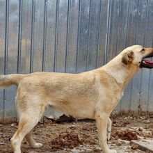FARINA, Hund, Mischlingshund in Rumänien - Bild 7