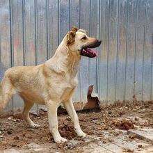 FARINA, Hund, Mischlingshund in Rumänien - Bild 8