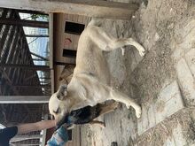 FARINA, Hund, Mischlingshund in Rumänien - Bild 9