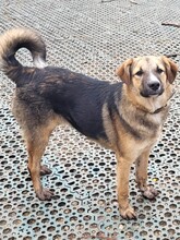 JIMMY, Hund, Mischlingshund in Rumänien - Bild 1