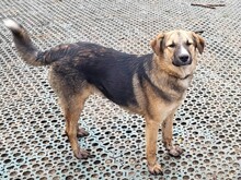 JIMMY, Hund, Mischlingshund in Rumänien - Bild 10