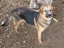 JIMMY, Hund, Mischlingshund in Rumänien - Bild 11
