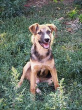 JIMMY, Hund, Mischlingshund in Rumänien - Bild 12
