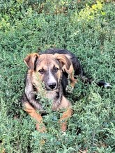 JIMMY, Hund, Mischlingshund in Rumänien - Bild 14