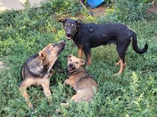 JIMMY, Hund, Mischlingshund in Rumänien - Bild 18