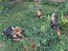 JIMMY, Hund, Mischlingshund in Rumänien - Bild 20