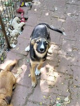 JIMMY, Hund, Mischlingshund in Rumänien - Bild 25