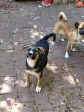 JIMMY, Hund, Mischlingshund in Rumänien - Bild 26