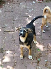 JIMMY, Hund, Mischlingshund in Rumänien - Bild 29