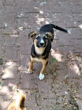JIMMY, Hund, Mischlingshund in Rumänien - Bild 30