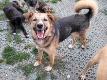 JIMMY, Hund, Mischlingshund in Rumänien - Bild 4
