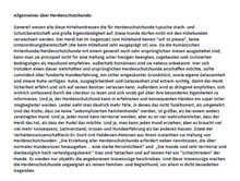 JIMMY, Hund, Mischlingshund in Rumänien - Bild 40
