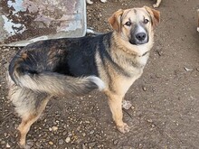 JIMMY, Hund, Mischlingshund in Rumänien - Bild 7