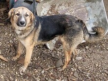 JIMMY, Hund, Mischlingshund in Rumänien - Bild 8