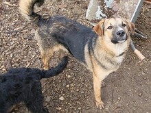 JIMMY, Hund, Mischlingshund in Rumänien - Bild 9