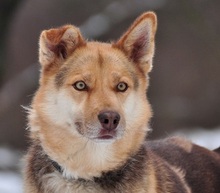 FABIO, Hund, Mischlingshund in Slowakische Republik - Bild 1