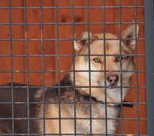 FABIO, Hund, Mischlingshund in Slowakische Republik - Bild 11