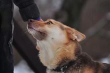 FABIO, Hund, Mischlingshund in Slowakische Republik - Bild 12