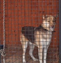 FABIO, Hund, Mischlingshund in Slowakische Republik - Bild 13