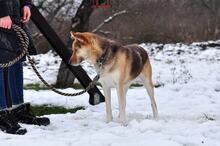 FABIO, Hund, Mischlingshund in Slowakische Republik - Bild 14