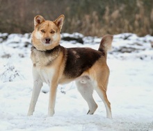 FABIO, Hund, Mischlingshund in Slowakische Republik - Bild 6