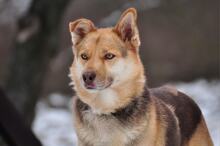 FABIO, Hund, Mischlingshund in Slowakische Republik - Bild 7