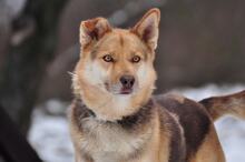 FABIO, Hund, Mischlingshund in Slowakische Republik - Bild 9