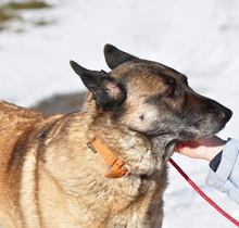 RITAS123, Hund, Mischlingshund in Slowakische Republik - Bild 1