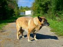 RITAS123, Hund, Mischlingshund in Slowakische Republik - Bild 10